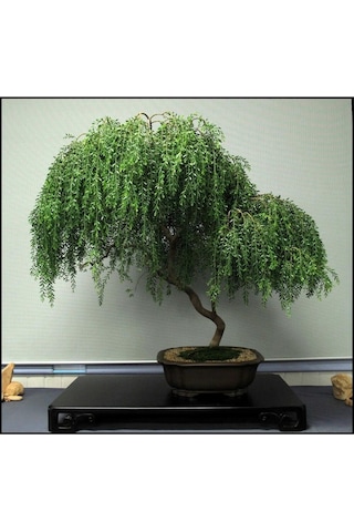 Bodur Bonsai Kıbrıs Akasya Ağacı Tohumu Yetiştirme Kiti