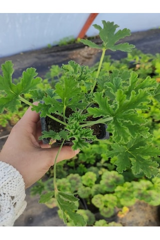 Kokulu Itır Fidesi 1 Adet Saksılı 10-25cm Aromatik Bitki Gül Damlası Çiçeği