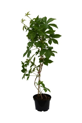Renk Değiştiren Amerikansarmaşığı 40-65cm Saksılı/tüplü Peyzaj Bitkisi