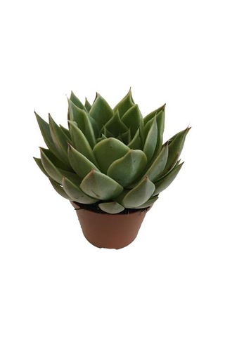 Saksıda İthal Büyük Boy Sukulent