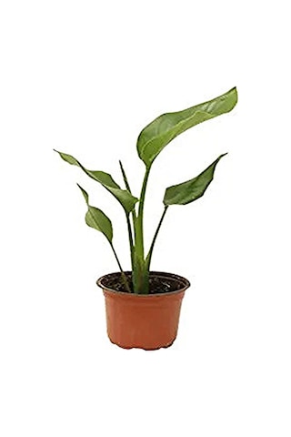 Mini Saksıda Starliçe Cennet Kuşu Çiçeği 15-25 Cm