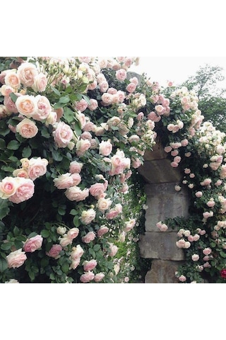 Yediveren Pembe Beyaz Sarmaşık Gül Fidanı 5 Adet 15-25 4584