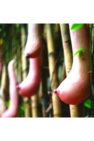 Vietnam Kabak Tohumu Süs Kabağı Tohumu 3 Tohum + Tohum