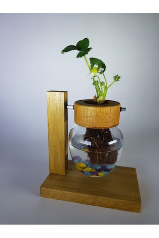 Topraksız Bitki ve Çiçek için Ahşap Ayaklı Dekoratif Cam Vazo