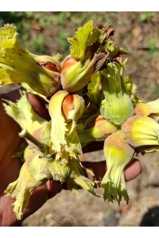 Fındık Fidanı 5 Adet Aşılı