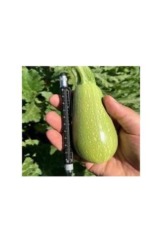 Dolmalık Kabak Tohumu - 10 Gram
