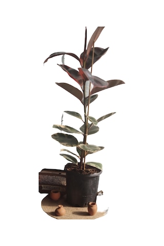 KAUCUK ALACALI 70 CM