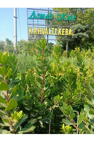 Yeşil Deniz Fidancılık Dağ Çileği Fidanı 100-150 Cm