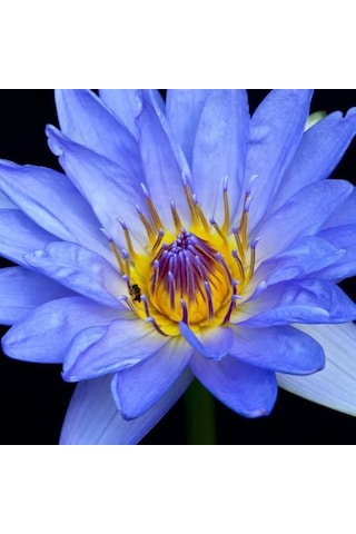 5 Adet Tohum Nadir Mavi Kase Lotus Çiçeği Tohumu Kutsal Nilüfer