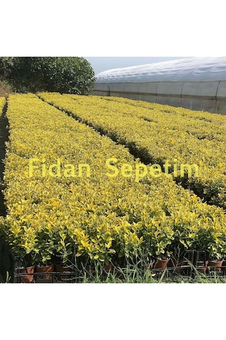 10 Adet Altuni Taflan Fidanı