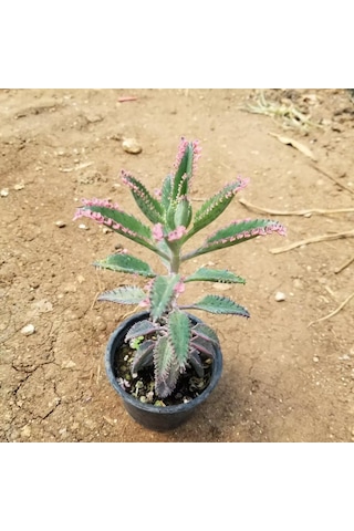 Pembe Aşkıngözyaşı Çiçeği. Yetişkin Boy