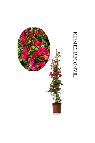 Kırmızı Begonvil 1 Adet Saksılı Sarmaşık Begonvil 40-60cm Bahçe Bitkisi