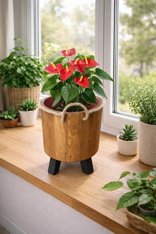 İnci Mobilya Ahşap Ahşap Saksı Yuvarlak Orta Boy Saksılık Natural 35x22x22 Standart
