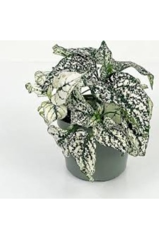 Fittonia Fittonya 3 Adet Farklı Renk 10-20 Cm