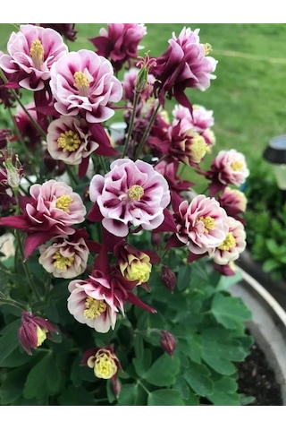 Haseki Küpesi Tohumu 20 Adet