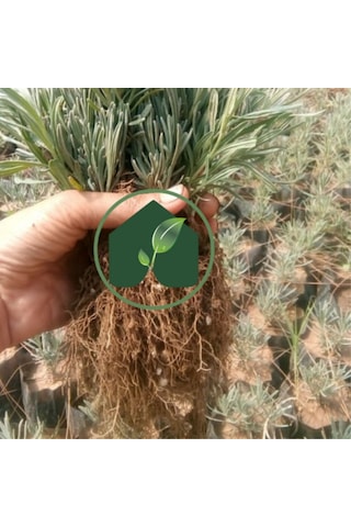 EGET Organik Lavanta Fidesi-12 Adet