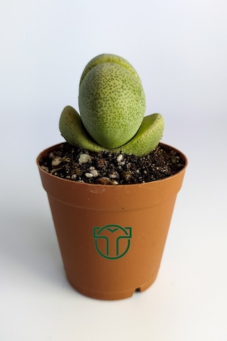 Pleiospilos Nelii Özel Tür Kaktus Çiçek Açan Kaktüs 5.5 Cm
