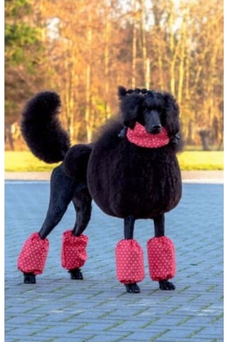 Show Tech Polka Dots Kırmızı Puantiyeli Orta Boy Poodle İçin Paça Tüyü Koruyucu Kılıf 4'lü Set Kırmızı