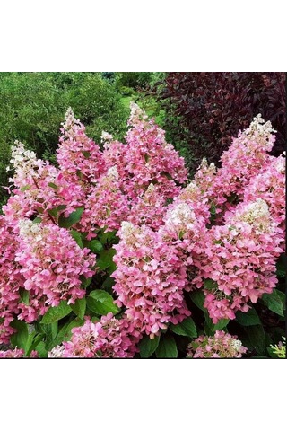 Soğuklara Dayanıklı Hydrangea Anomala Pink Lady Ortanca Fidanı