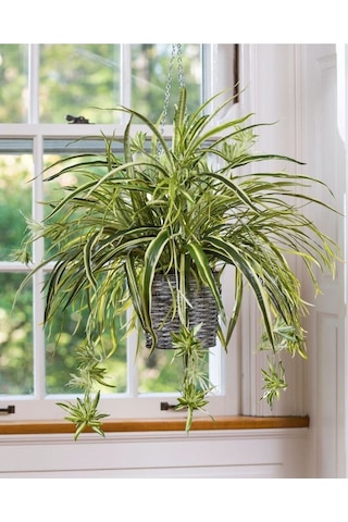 Chlorophytum Comosum Kurdele Çiçeği Askılı Saksıda Dolgun Formlu