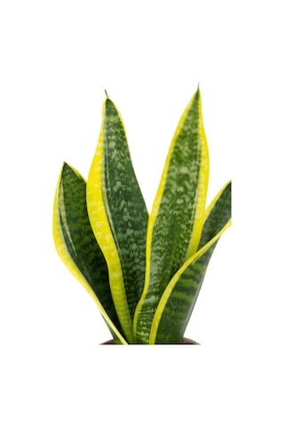 Sanseveria Paşa Kılıcı 20-40 Cm-5947