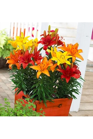 Karışık Renkli Kokulu Zambak Soğanı 3 Adet