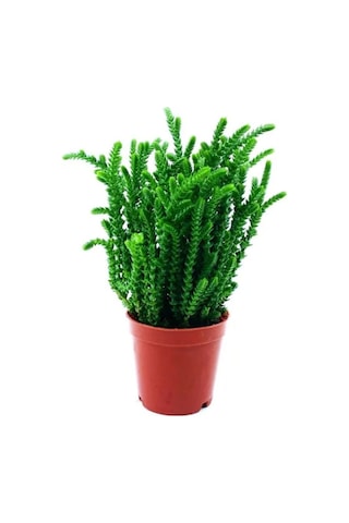 Videolu 1 Adet Prenses Çamı Çiçeği 10-15 Cm Saksılı Çiçekli Bodur Bitkiler Crassula Muscosa
