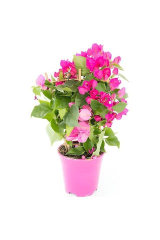 Beyaz Alacalı Benjamin Bitkisi+ Pembe Bodur Begonvil+ Gül Fidanı
