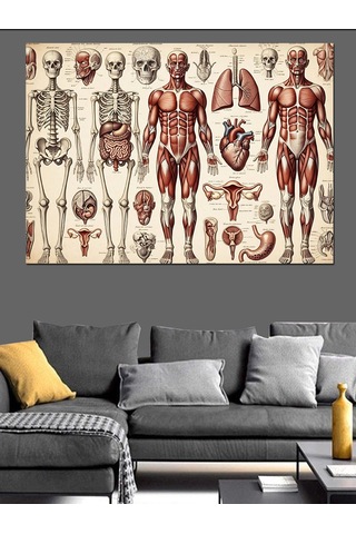 Ahşap Tablo İnsan Anatomisi Ve İskelet Sistemi