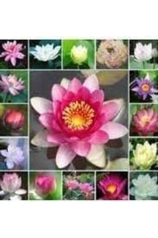 5 Adet Karışık Renkte Lotus Tohumu Nilüfer Tohumu