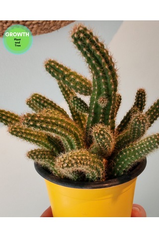 Chamaecereus Silvestrii Kaktüs 1 Adet