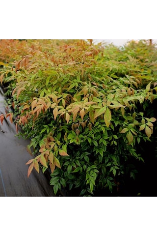 Cennet Bambusu Nandina Fidanı 2 Yaşında Tüplü