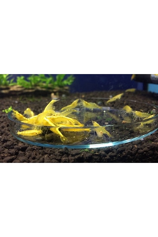 Sarı Ateş Karides 5 Adet 1-1,5cm