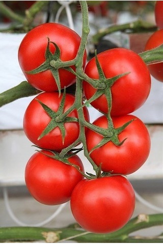 Bykurt Sunagri Salkım Domates Tohumu - Lezzetli, Minik Boy, Kahvaltı Ve Salatalar İçin