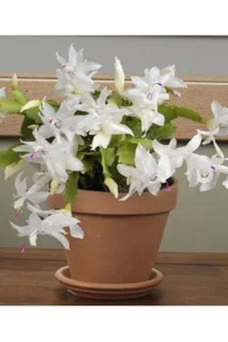 Beyaz Yılbaşı Çiçeği Fidanı 20-30 Cm Saksılı Çiçekli Bodur Bitkiler White Zygocactus