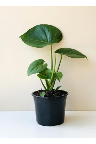 Deve Tabanı-monstera Mini Deve Tabanı