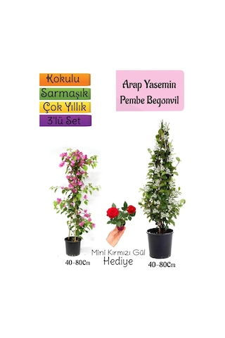 Avantajlı Ürün Kokulu Arap Yasemini Pembe Begonvil Mini Gül 3'lü Bahçe Seti