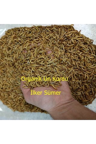 Un Kurdu 100 Gram