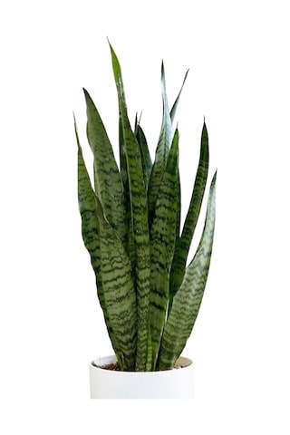 Japon Şemsiyesi 40-60 Cm 1 Adet Saksılı+yeşil Kılıç Çiçeği 20-40cm 1 Adet Saksılı