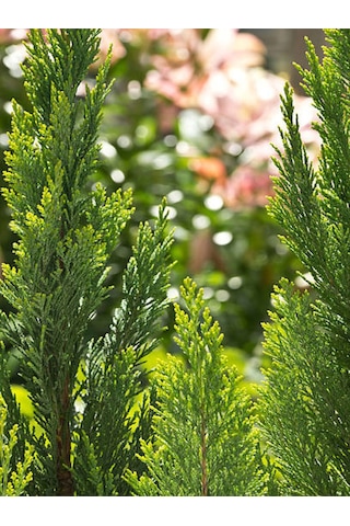 Videolu Özel Limoni Salon Çamı 30-50 Cm Saksılı/tüplü Dış Mekan Ağaçları Norfolk Island Pine