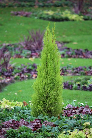 Altuni Mazı Fidanı Thuja Orientalis Aurea Tüplü Herdem Yeşil Bahçe Çit Bitkisi