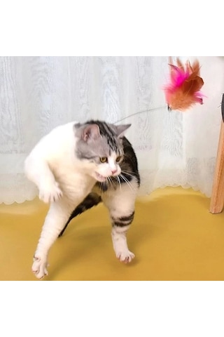 Boyuna Takılan Kedi Oyun Oltası