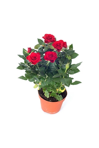 Kırmızı Bulgar Gülü Çiçeği 1 Adet Saksılı 40-60cm Bahçe Bitkisi Bulgar Red Rose