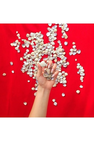 Küçük Deniz Kabuğu Süs Dekoratif Akvaryum Süsleme 100 Gr