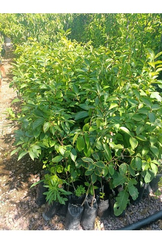 Yeşil Deniz Fidancılık Tüplü Trabzon Hurması Fidanı 50-100 Cm