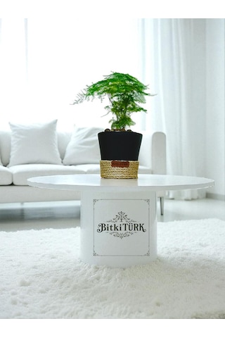 Bitkitürk-dekoratif Saksıda Kuşkonmaz Ofis Salon İç Mekan