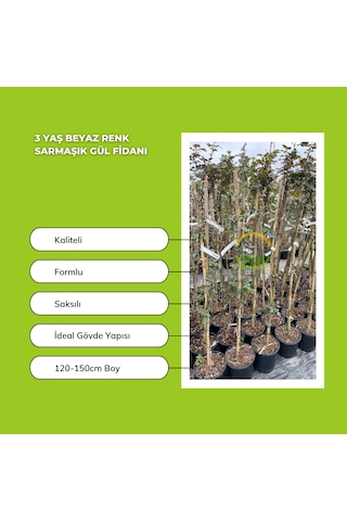 3 Yaş Beyaz Renk Sarmaşık Gül Fidanı