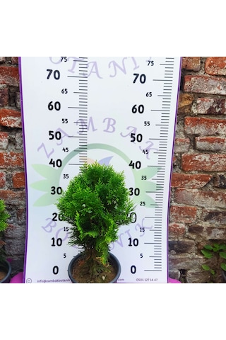 Mazı Çamı Thuja - Dayanıklı Ve Dekoratif Çam Ağacı Mazı Çamı Thuja - Dayanıklı Ve Dekoratif Çam Ağacı