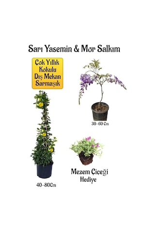Sarı Yasemin Çiçeği+mor Salkım Ağacı Fidanı+mezem Çiçeği Peyzaj Seti