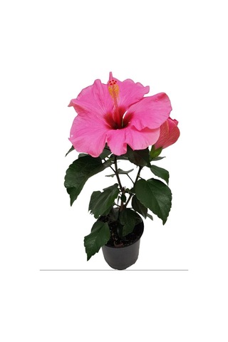 Saksılı 2 Li Çiçek Seti Pembe Japon Gülü & Filbahri 30-50cm Boy Aralığı